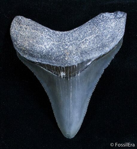 Inch Bone Valley Megalodon Tooth #2539